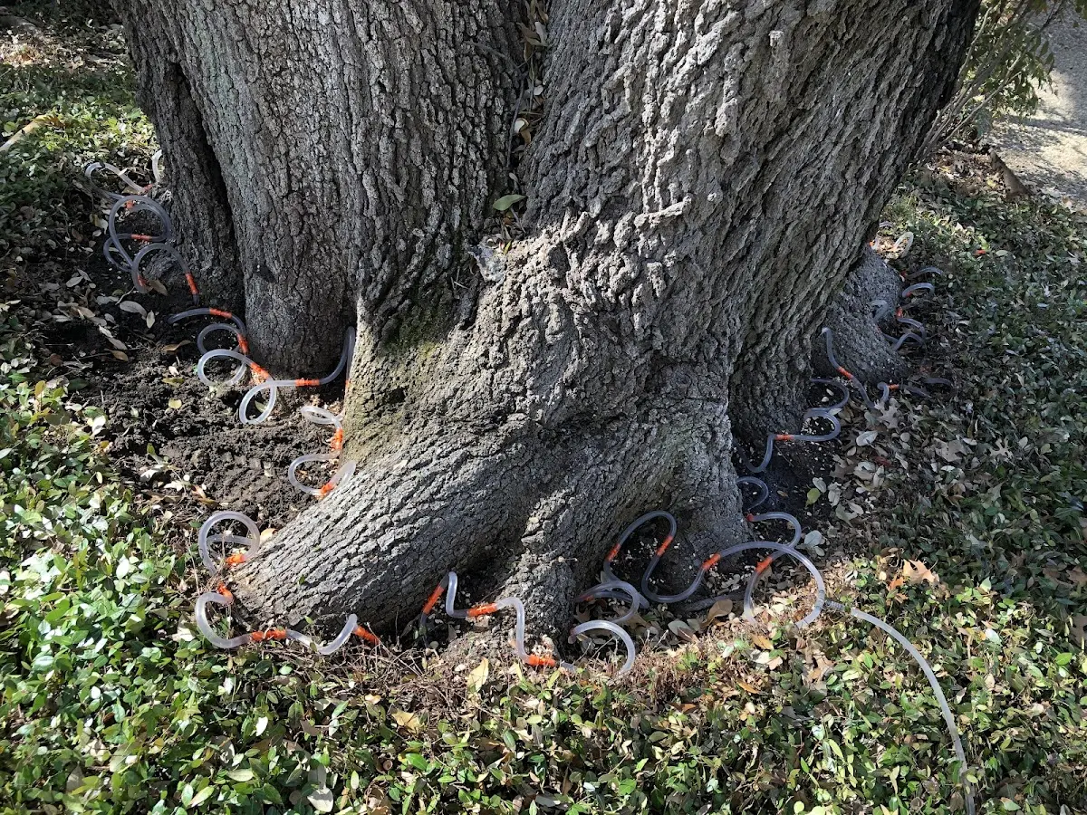 Detailed Tree Cabling and Bracing job site in Phelps